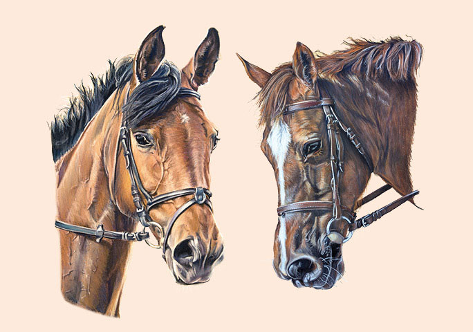 Portraits du cheval Joker et de la jument Poly