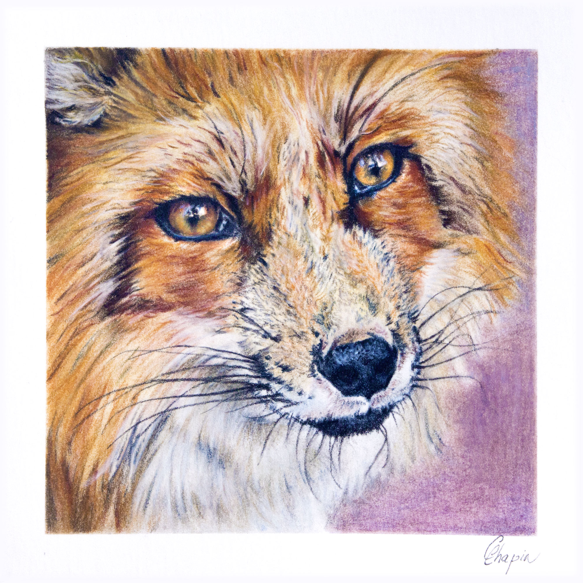Portrait au pastel d'une renard